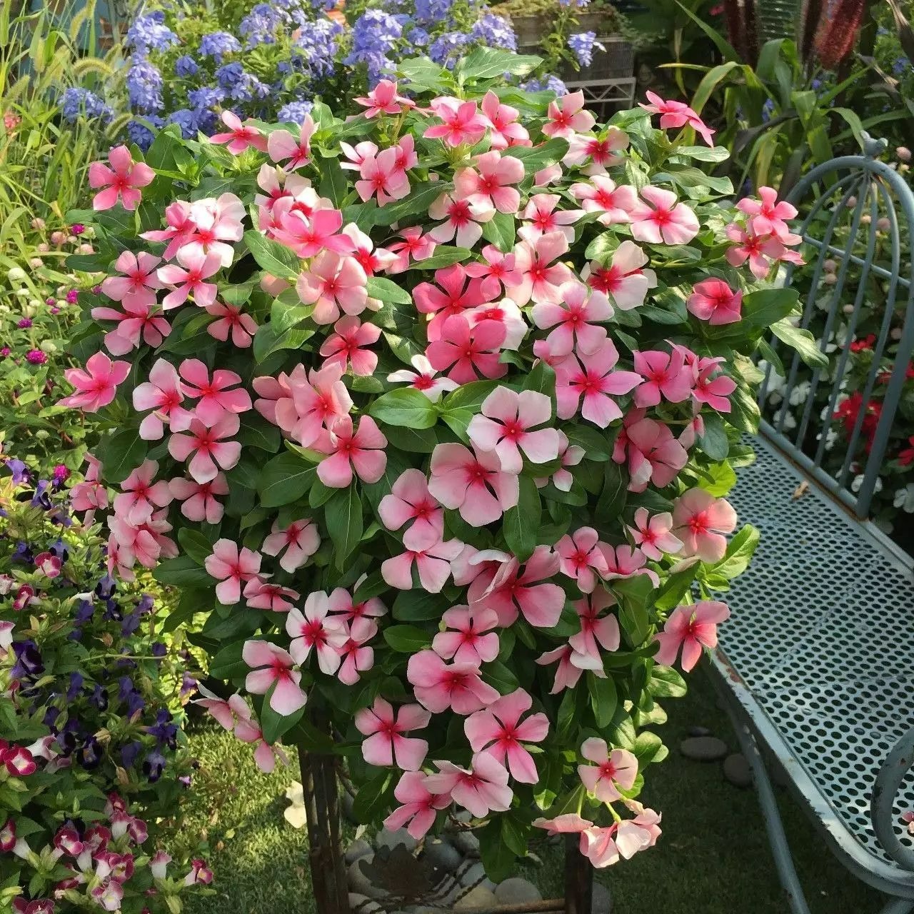 Lãng mạn với 7 cây cảnh nở cả biển hoa rực rỡ suốt 4 mùa, thỏa mãn thú làm vườn vui sướng-6