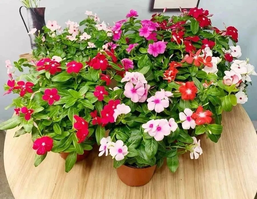 Lãng mạn với 7 cây cảnh nở cả biển hoa rực rỡ suốt 4 mùa, thỏa mãn thú làm vườn vui sướng-7