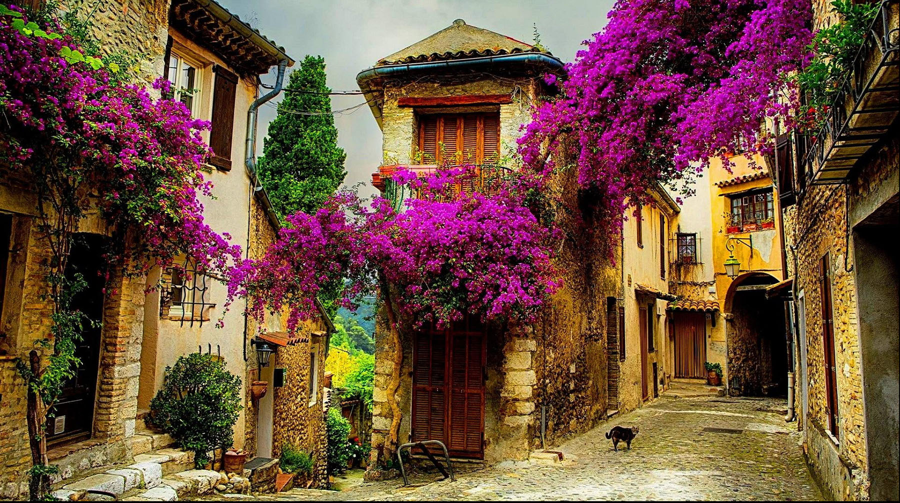 Lãng mạn với 7 cây cảnh nở cả biển hoa rực rỡ suốt 4 mùa, thỏa mãn thú làm vườn vui sướng-16