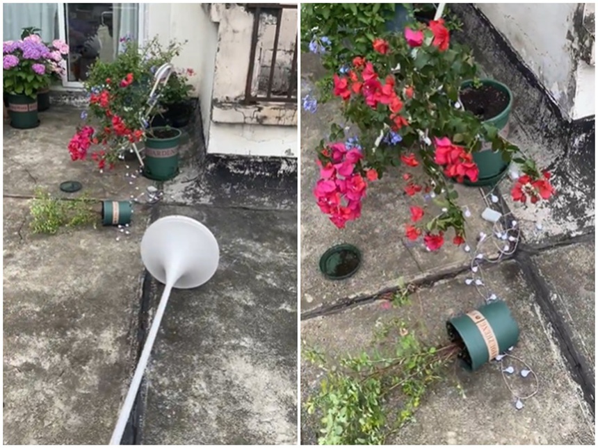 Đi thuê nhà, cô gái cải tạo sân thượng cũ thành vườn chill lãng mạn-5