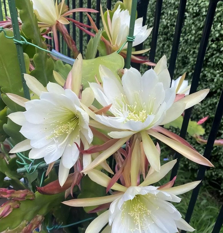 4 loài hoa hao tiền”, đẹp mỹ miều nhưng phong thuỷ để trong nhà tài lộc khó đến-1