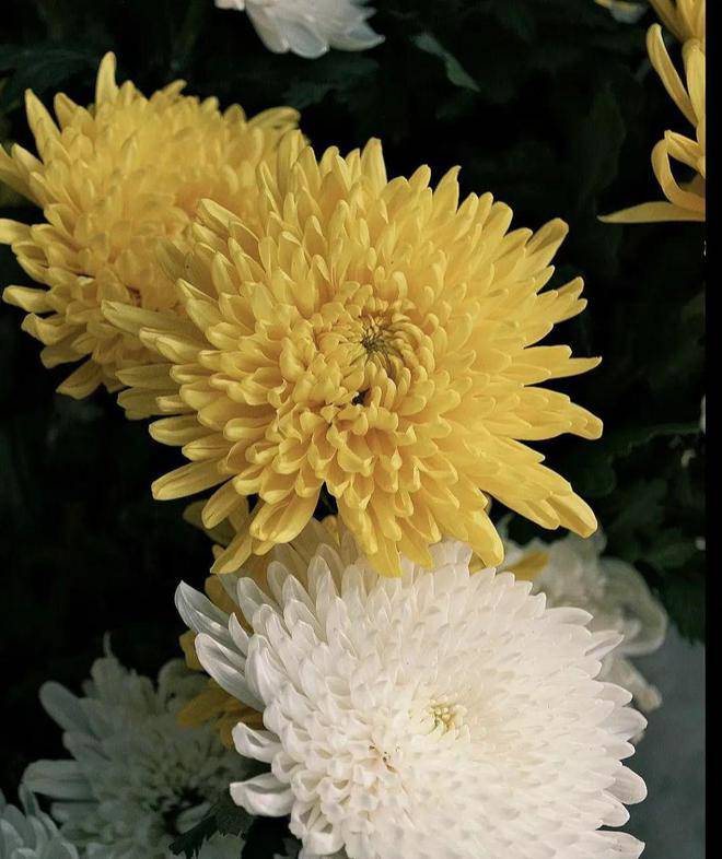 4 loài hoa hao tiền”, đẹp mỹ miều nhưng phong thuỷ để trong nhà tài lộc khó đến-2