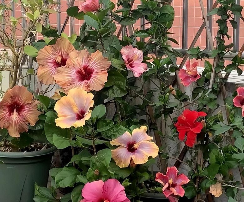 4 loài hoa hao tiền”, đẹp mỹ miều nhưng phong thuỷ để trong nhà tài lộc khó đến-3