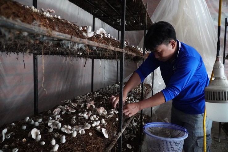 Chỉ trồng loại cây này, vợ chồng trẻ Đồng Tháp thu đến nửa tỷ đồng/năm-1