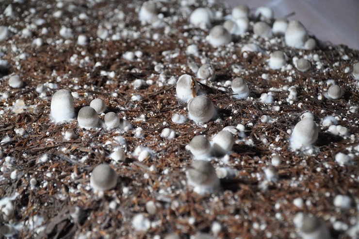 Chỉ trồng loại cây này, vợ chồng trẻ Đồng Tháp thu đến nửa tỷ đồng/năm-3