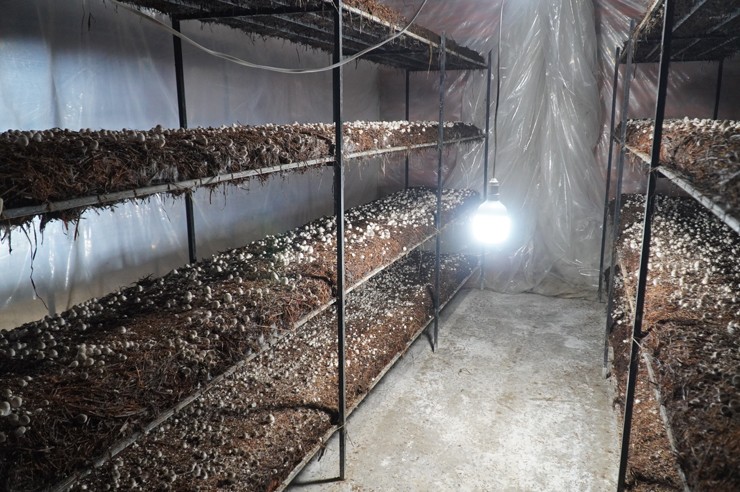 Chỉ trồng loại cây này, vợ chồng trẻ Đồng Tháp thu đến nửa tỷ đồng/năm-4