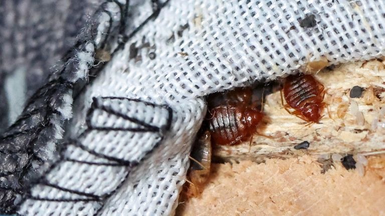 Côn trùng hút máu người tấn công thủ đô Paris (Pháp): Sự kiện lớn tầm cỡ thế giới bị đe dọa nghiêm trọng-2