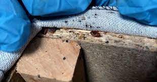 Côn trùng hút máu người tấn công thủ đô Paris (Pháp): Sự kiện lớn tầm cỡ thế giới bị đe dọa nghiêm trọng-3