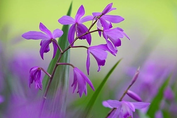 3 con giáp có tính cách thất thường nhưng rất sáng tạo trong công việc, càng chăm chỉ càng giàu có-4