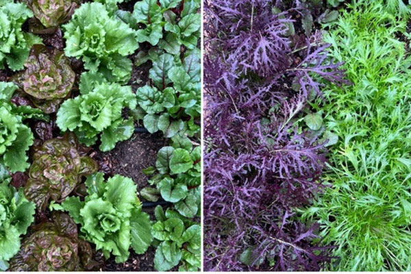 Nhà giàu thích trồng 2 cây cảnh này, khỏe người, đẹp nhà, còn hút tài, chiêu lộc-2