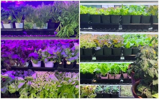 Ngắm vườn rau 100m2 đẹp đến mức khiến chủ nhân không nỡ thu hoạch-11