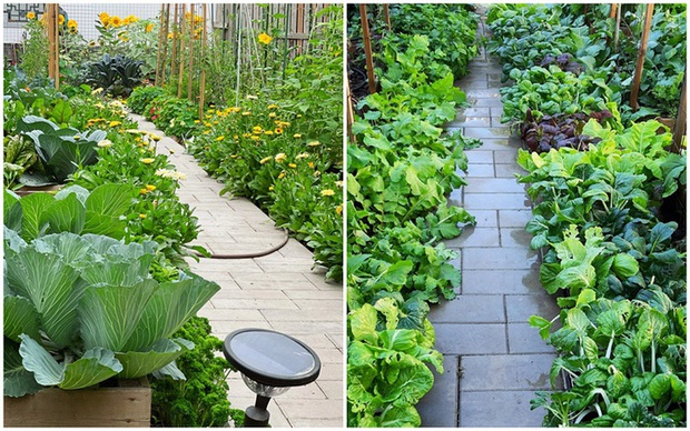 Ngắm vườn rau 100m2 đẹp đến mức khiến chủ nhân không nỡ thu hoạch-2