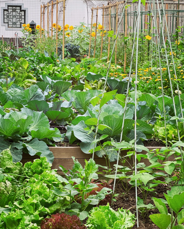 Ngắm vườn rau 100m2 đẹp đến mức khiến chủ nhân không nỡ thu hoạch-1