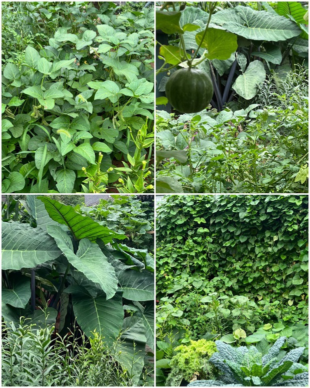 Ngắm vườn rau 100m2 đẹp đến mức khiến chủ nhân không nỡ thu hoạch-10