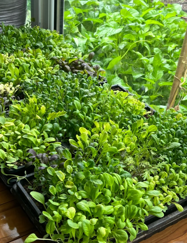 Ngắm vườn rau 100m2 đẹp đến mức khiến chủ nhân không nỡ thu hoạch-9