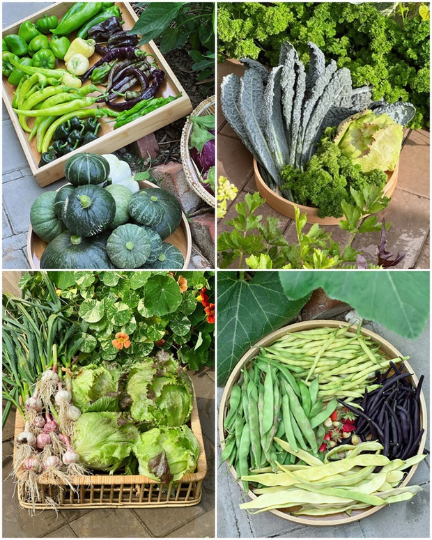 Ngắm vườn rau 100m2 đẹp đến mức khiến chủ nhân không nỡ thu hoạch-8