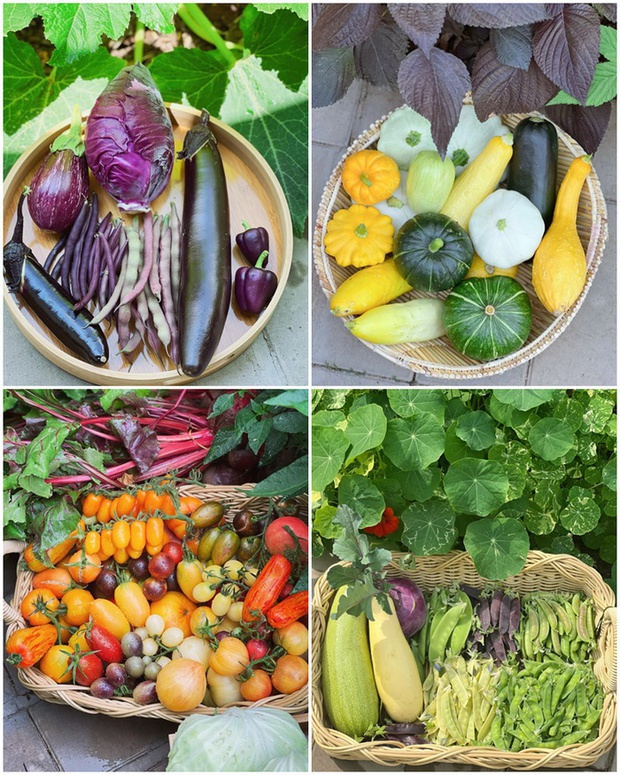 Ngắm vườn rau 100m2 đẹp đến mức khiến chủ nhân không nỡ thu hoạch-7