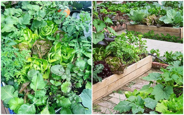 Ngắm vườn rau 100m2 đẹp đến mức khiến chủ nhân không nỡ thu hoạch-6