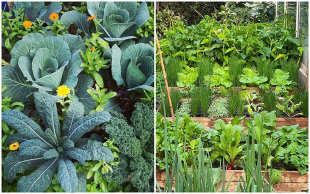 Ngắm vườn rau 100m2 đẹp đến mức khiến chủ nhân không nỡ thu hoạch-5