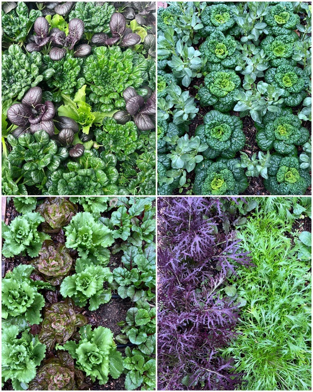 Ngắm vườn rau 100m2 đẹp đến mức khiến chủ nhân không nỡ thu hoạch-4