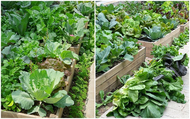 Ngắm vườn rau 100m2 đẹp đến mức khiến chủ nhân không nỡ thu hoạch-3