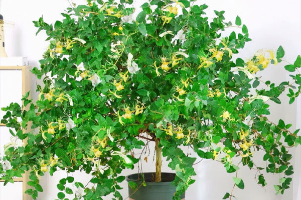 Nhà giàu thích trồng 2 cây cảnh này, khỏe người, đẹp nhà, còn hút tài, chiêu lộc-1