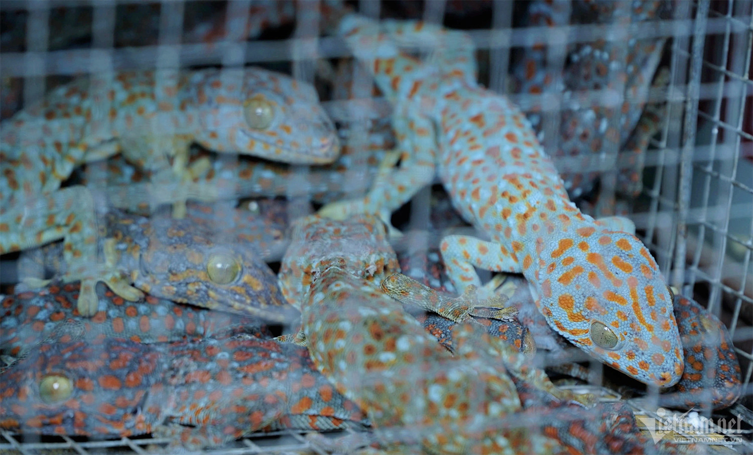 Độc lạ chợ côn trùng lớn nhất miền Tây, nơi quý ông ghé săn ‘xuân dược-2