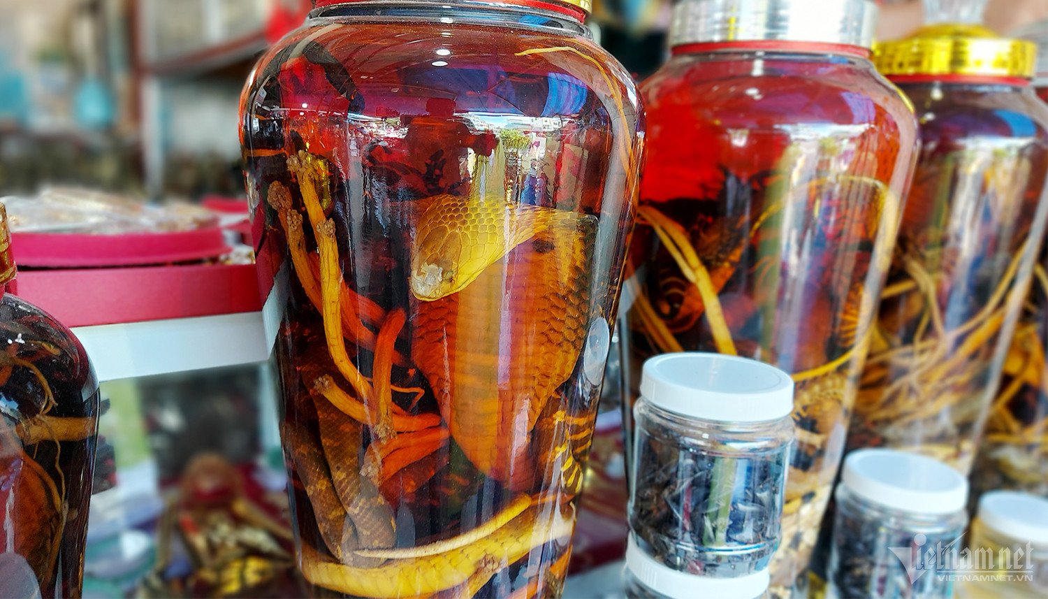 Độc lạ chợ côn trùng lớn nhất miền Tây, nơi quý ông ghé săn ‘xuân dược-4