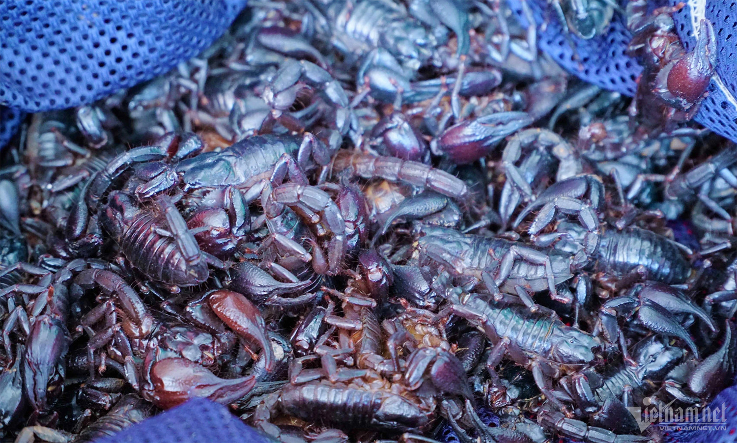 Độc lạ chợ côn trùng lớn nhất miền Tây, nơi quý ông ghé săn ‘xuân dược-5