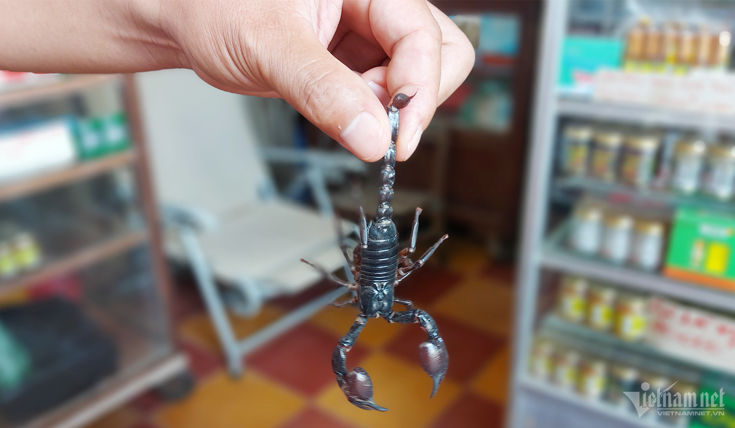 Độc lạ chợ côn trùng lớn nhất miền Tây, nơi quý ông ghé săn ‘xuân dược-6