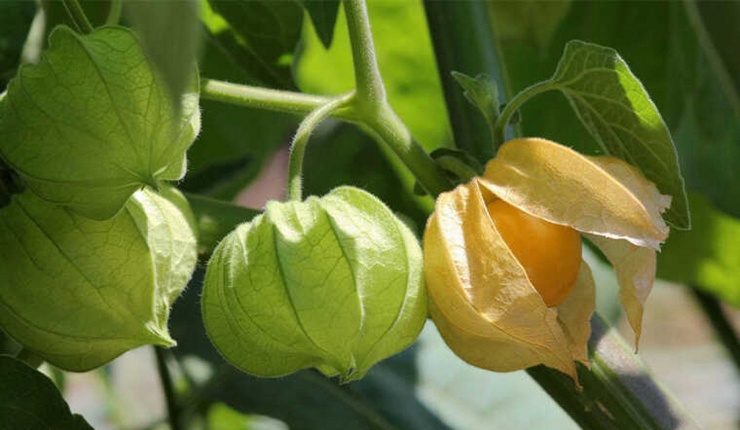 4 loại quả ở Việt Nam rẻ như cho”, ra nước ngoài cực chát-1