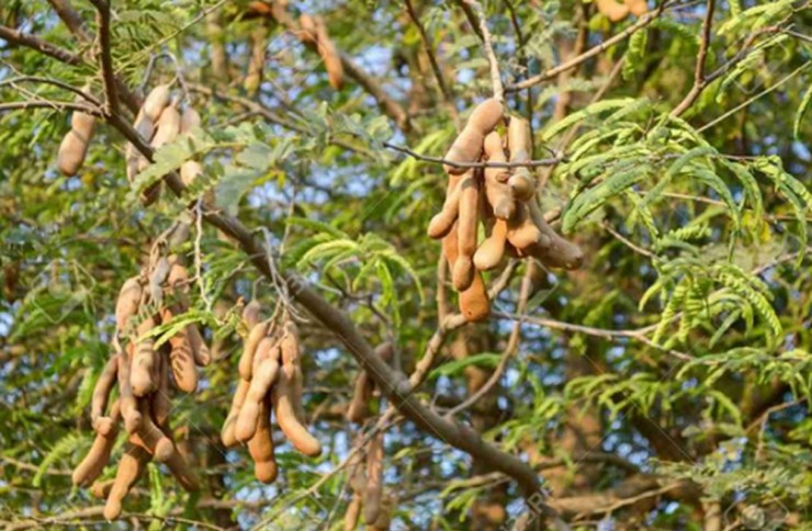 4 loại quả ở Việt Nam rẻ như cho”, ra nước ngoài cực chát-6