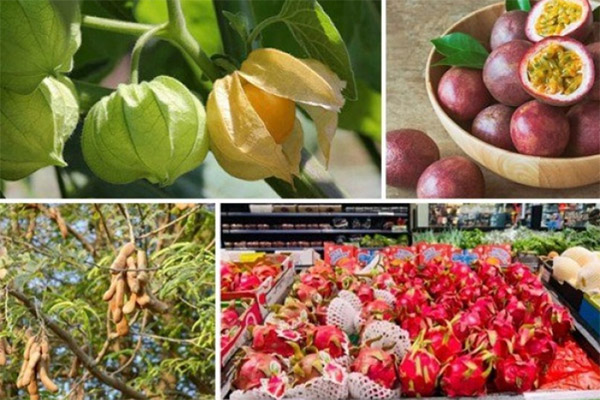 Thứ quả có hột nằm ngoài vỏ, trước chỉ vứt đi, nay mang bán tới tấp người mua-4