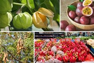 4 loại quả ở Việt Nam “rẻ như cho”, ra nước ngoài “cực chát“
