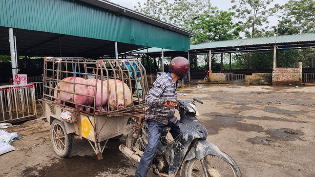 Nghịch lý giá lợn hơi giảm sâu nhưng ra chợ phải mua thịt đắt gấp 3 lần-3