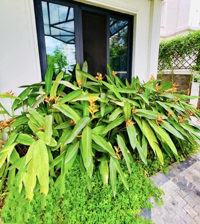 Sân vườn trong biệt thự 2 triệu đô của Lã Thanh Huyền: Diện tích khủng 150m2, nổi bật với hồ cá Koi đắt đỏ-13