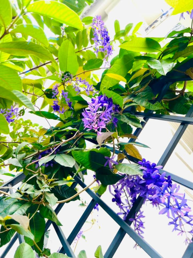 Sân vườn trong biệt thự 2 triệu đô của Lã Thanh Huyền: Diện tích khủng 150m2, nổi bật với hồ cá Koi đắt đỏ-14