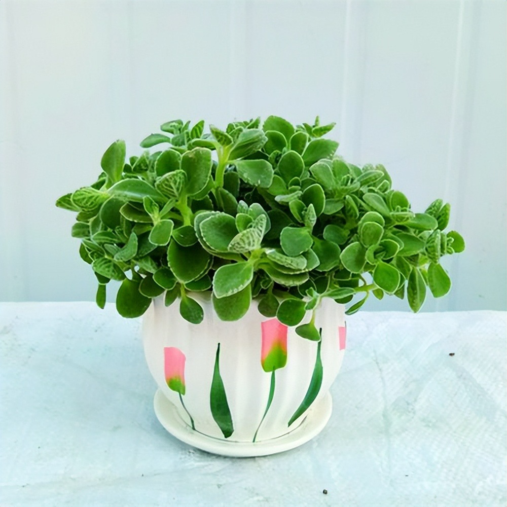 Đừng đánh giá thấp 3 cây cảnh nhỏ mà có võ, trồng vài chậu trong nhà muỗi không dám đến gần-7