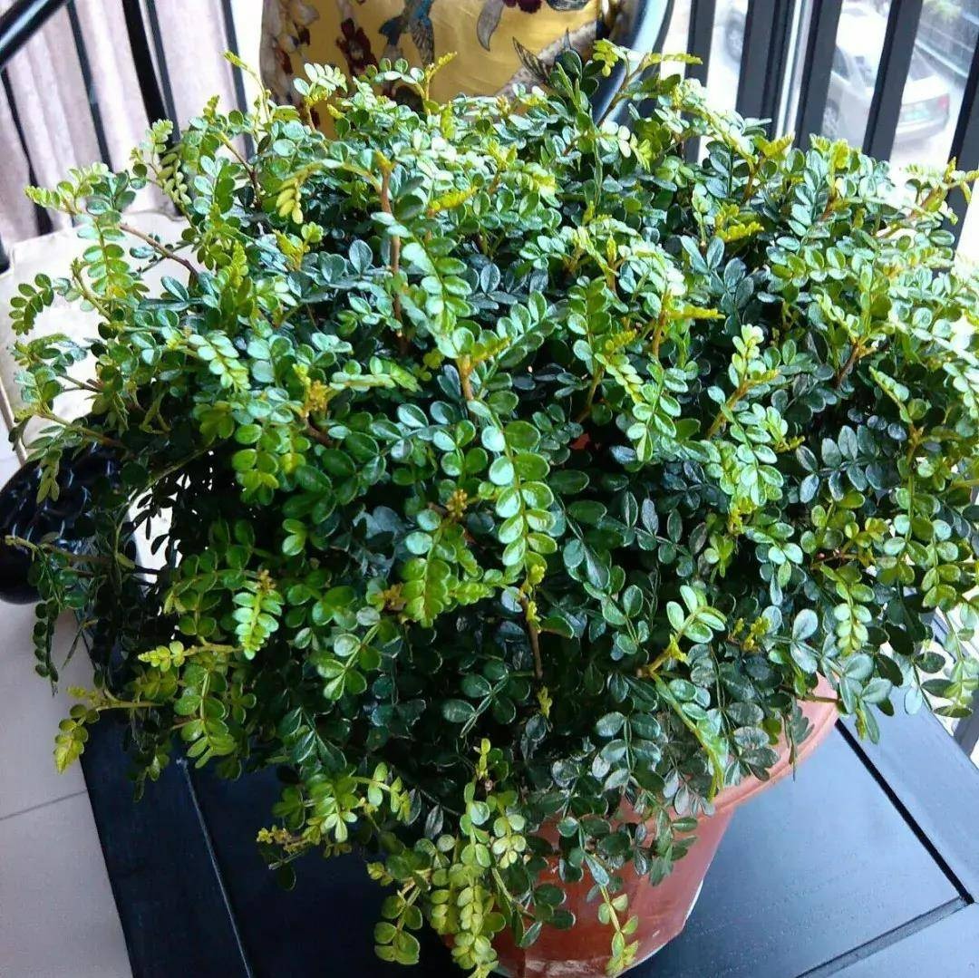 Đừng đánh giá thấp 3 cây cảnh nhỏ mà có võ, trồng vài chậu trong nhà muỗi không dám đến gần-8