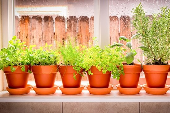 Đừng đánh giá thấp 3 cây cảnh