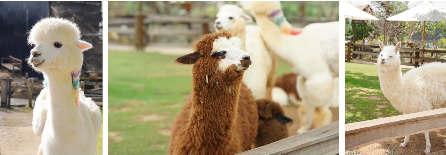 Vườn thú ở Đà Lạt kêu cứu sau khi 3 chú lạc đà đột ngột qua đời, phát hiện thức ăn lạ có độc trong dạ dày-2