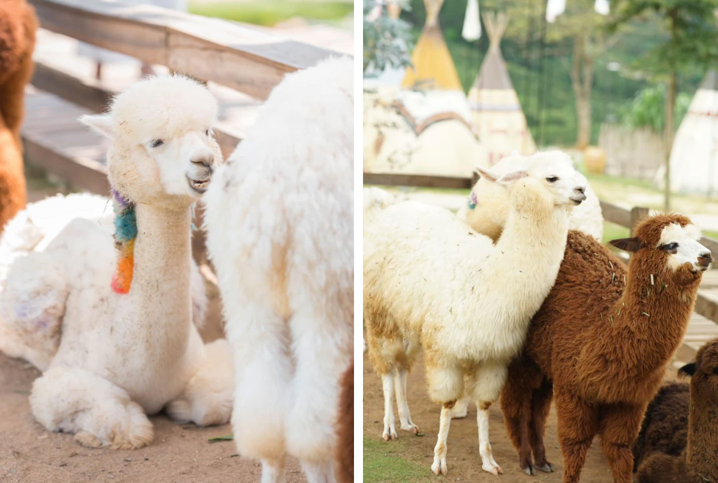 Vườn thú ở Đà Lạt kêu cứu sau khi 3 chú lạc đà đột ngột qua đời, phát hiện thức ăn lạ có độc trong dạ dày-3