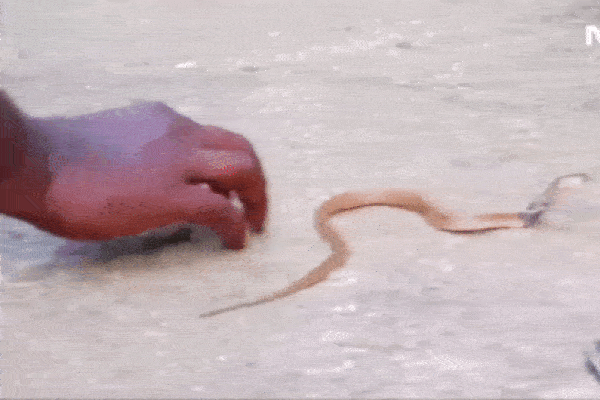 Người dân tá hỏa phát hiện 12 con rắn hổ mang ẩn nấp bên trong cửa hàng-1