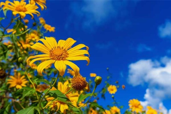 Tử vi ngày 10/10/2023: Tuổi Mão cờ trao tận tay, tuổi Tỵ củng cố vị thế