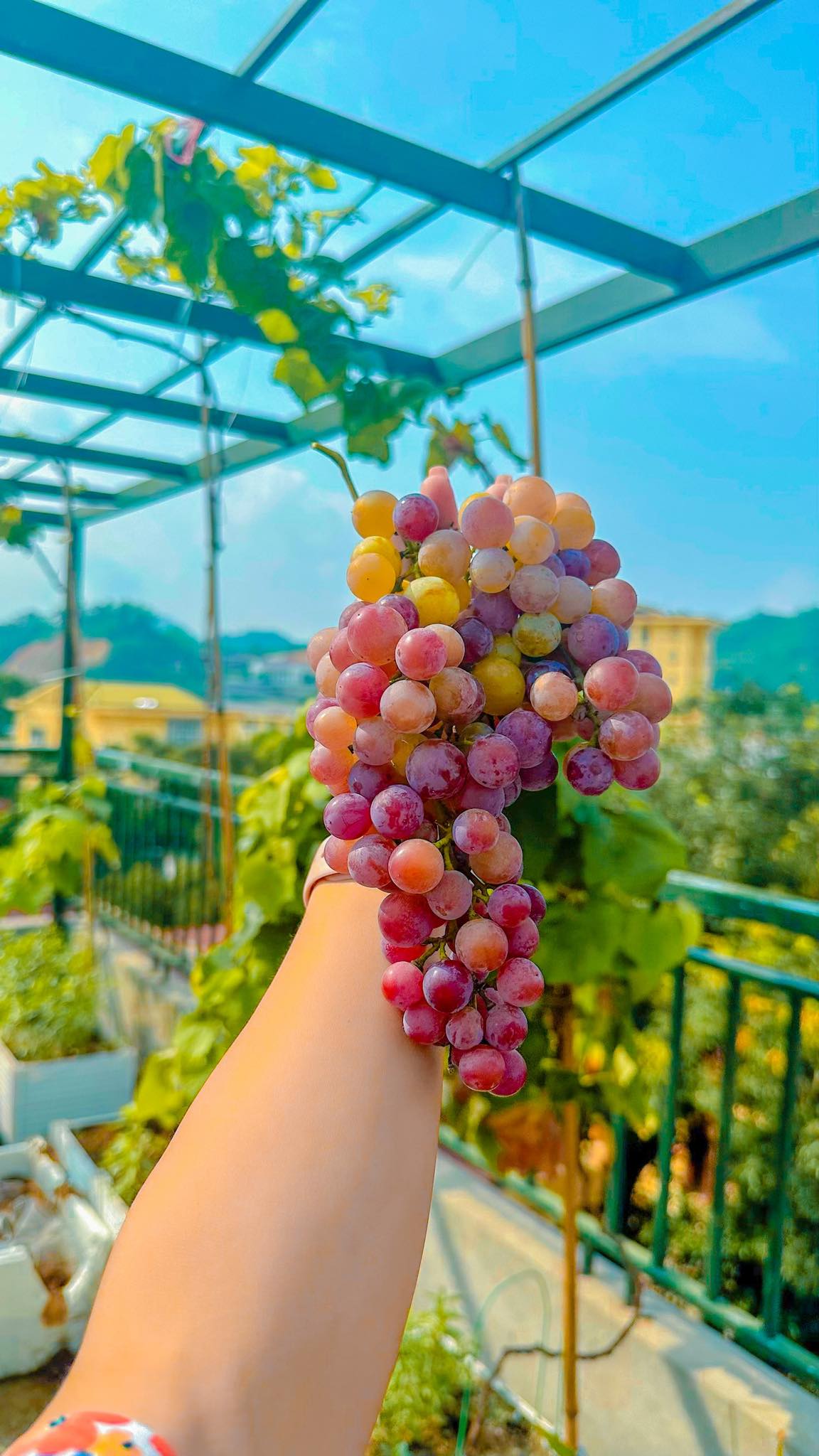 Cải tạo sân thượng thành vườn rộng 250m2, nhìn ngỡ như Đà Lạt thu nhỏ”-6