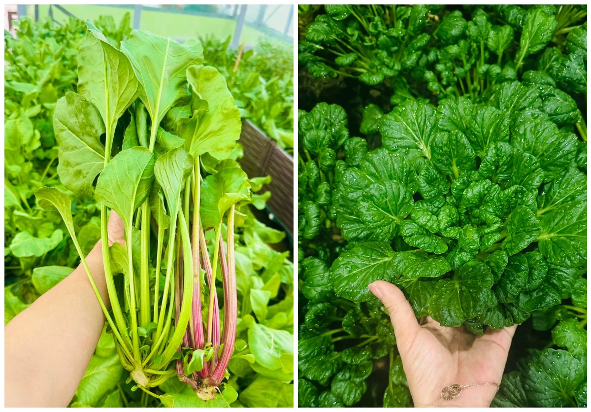 Cải tạo sân thượng thành vườn rộng 250m2, nhìn ngỡ như Đà Lạt thu nhỏ”-9