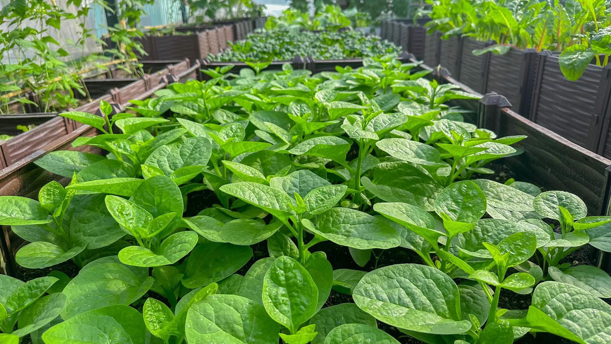 Cải tạo sân thượng thành vườn rộng 250m2, nhìn ngỡ như Đà Lạt thu nhỏ”-10