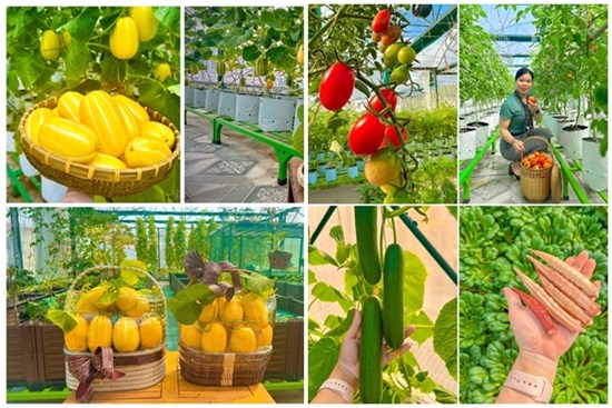 Cải tạo sân thượng thành vườn rộng 250m2, nhìn ngỡ như “Đà Lạt thu nhỏ”