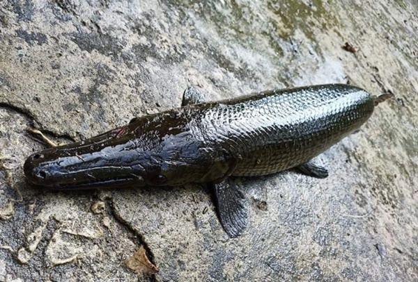 Thử ăn loại trứng thần dược, thanh niên trẻ sốc phản vệ-2