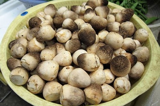 Mách bạn cách bảo quản nấm rơm 10 ngày vẫn giòn ngon, không bị thâm nhũn